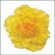 SANTOS-CLAVEL COL SELECT AMARILLO