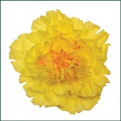 SANTOS-CLAVEL COL SELECT AMARILLO