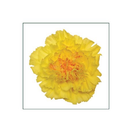 SANTOS-CLAVEL COL SELECT AMARILLO