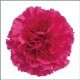 SANTOS-CLAVEL COL SELECT FUCSIA