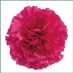 SANTOS-CLAVEL COL SELECT FUCSIA