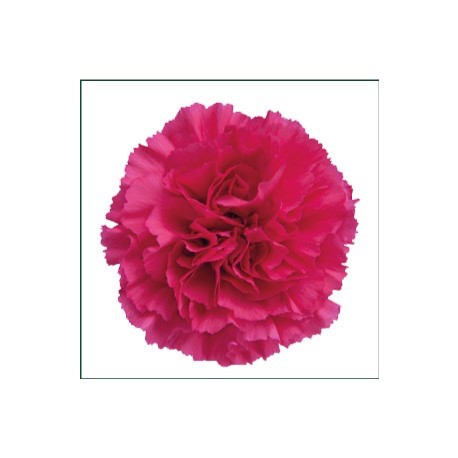 SANTOS-CLAVEL COL SELECT FUCSIA