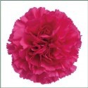 SANTOS-CLAVEL COL SELECT FUCSIA