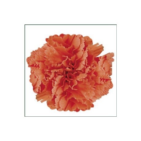 SANTOS-CLAVEL COL SELECT NARANJA