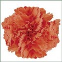 SANTOS-CLAVEL COL SELECT NARANJA