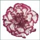SANTOS-CLAVEL COL SELECT BICOLOR KINO