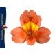 SANTOS-ALSTROEMERIA ECU NARANJA 80 CM