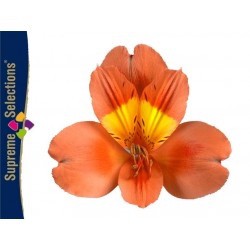 SANTOS-ALSTROEMERIA ECU NARANJA 80 CM