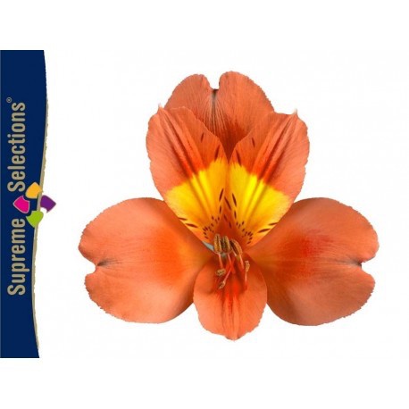 SANTOS-ALSTROEMERIA ECU NARANJA 80 CM