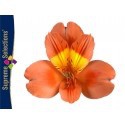 SANTOS-ALSTROEMERIA ECU NARANJA 80 CM