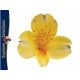 SANTOS-ALSTROEMERIA ECU AMARILLA 80 CM