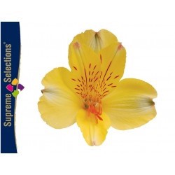 SANTOS-ALSTROEMERIA ECU AMARILLA 80 CM