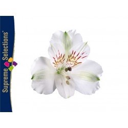 SANTOS-ALSTROEMERIA ECU BLANCA 80 CM