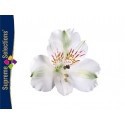 SANTOS-ALSTROEMERIA ECU BLANCA 80 CM