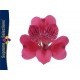 SANTOS-ALSTROEMERIA ECU FUCSIA 80 CM