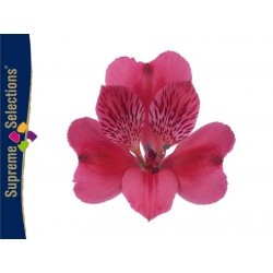 SANTOS-ALSTROEMERIA ECU FUCSIA 80 CM