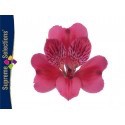SANTOS-ALSTROEMERIA ECU FUCSIA 80 CM