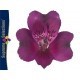 SANTOS-ALSTROEMERIA ECU MORADA 80 CM
