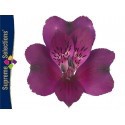 SANTOS-ALSTROEMERIA ECU MORADA 80 CM