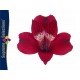 SANTOS-ALSTROEMERIA ECU ROJA 80 CM
