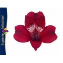 SANTOS-ALSTROEMERIA ECU ROJA 80 CM