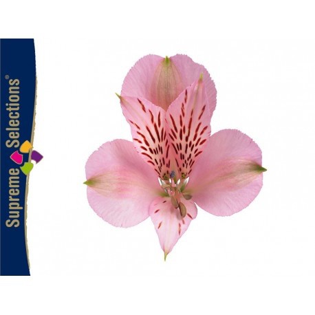 SANTOS-ALSTROEMERIA ECU ROSA 80 CM