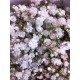 PANICULATA DISCOVERY 1.000 GR (Flor Pequeña)
