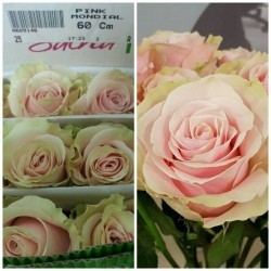 ROSA ECU PINK MONDIAL ROSA 50 CM X25 
