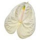 ANTHURIUM ACROPOLIS X12 HOLANDA