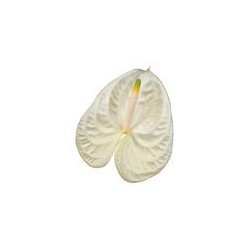 ANTHURIUM ACROPOLIS X12 HOLANDA