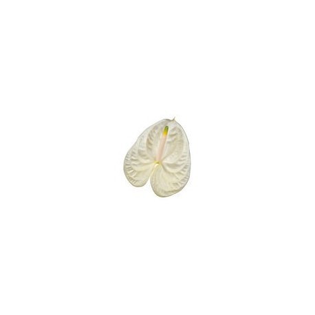 ANTHURIUM ACROPOLIS X12 HOLANDA