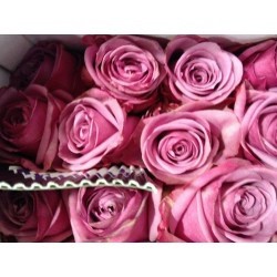 ROSA ECU COOL WATER 40 CM X25