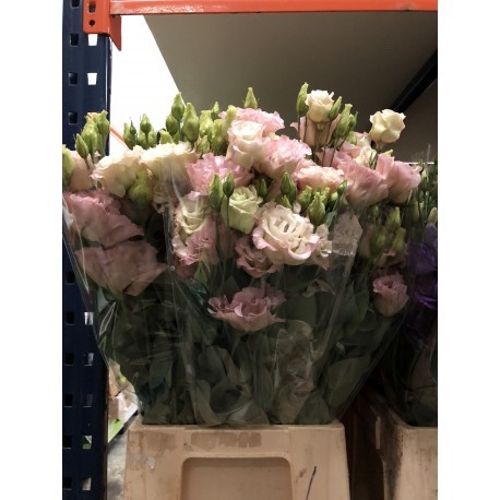 LISIANTHUS DOBLE SALMON 