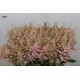 ASTILBE EUROPA ROSA CLARO