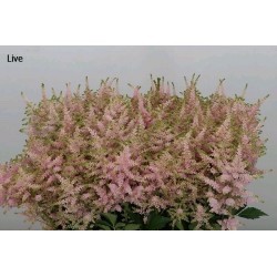 ASTILBE EUROPA ROSA CLARO