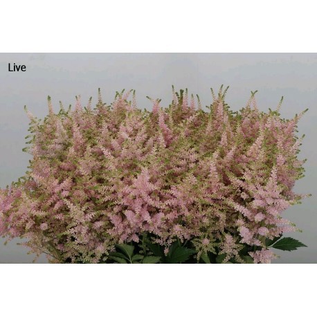 ASTILBE EUROPA ROSA CLARO