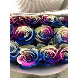 SANTOS-ROSA ECU ARCOIRIS AZUL 60 CM X25
