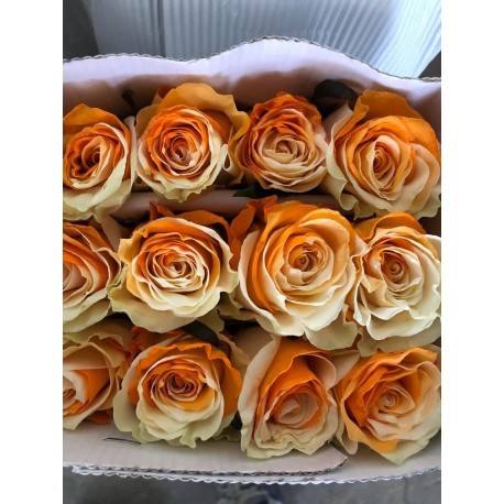 SANTOS-ROSA ECU ARCOIRIS NARANJA 60 CM X25 