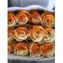 SANTOS-ROSA ECU ARCOIRIS NARANJA 60 CM X25 