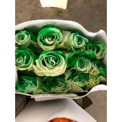 SANTOS-ROSA ECU ARCOIRIS VERDE 60 CM X25 