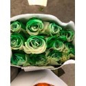SANTOS-ROSA ECU ARCOIRIS VERDE 60 CM X25 