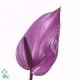 SANTOS-ANTHURIUM PREVIA X16 HOL
