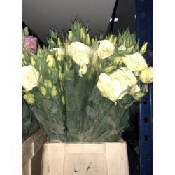 SANTOS-LISIANTHUS DOBLE CREMA