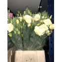 SANTOS-LISIANTHUS DOBLE CREMA