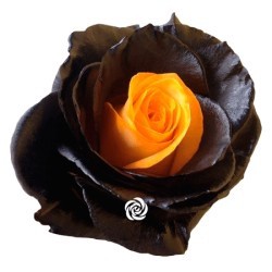 SANTOS-ROSA ECU ARCOIRIS HALLOWEEN 60 CM X25 