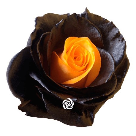 SANTOS-ROSA ECU ARCOIRIS HALLOWEEN 60 CM X25 
