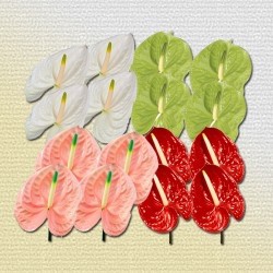 SANTOS-ANTHURIUM MIXTO X16 HOL