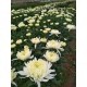 SANTOS-CRISANTEMO UNIFLOR MAGNUM BLANCO