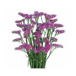 SANTOS-STATICE FUCSIA EX