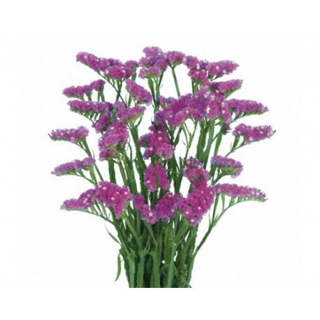 SANTOS-STATICE FUCSIA EX